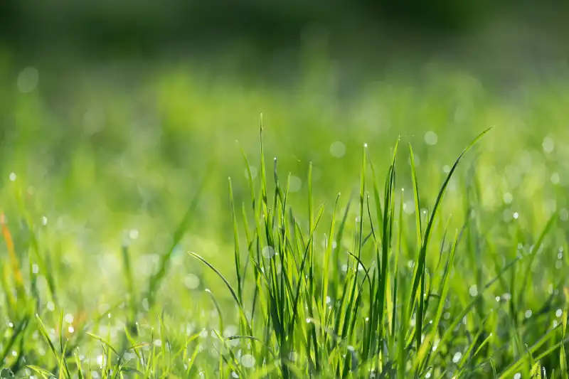 Can you mow wet grass in Toms River, NJ 