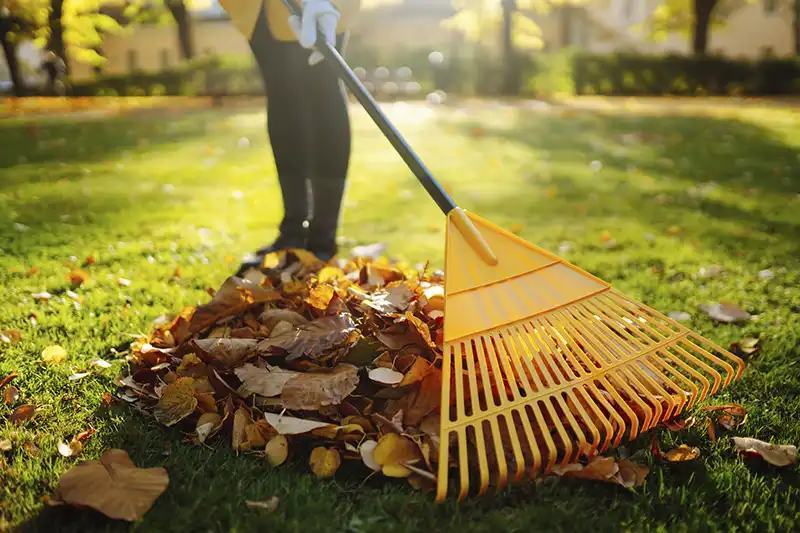 How To Clean A Backyard in Toms River, NJ 